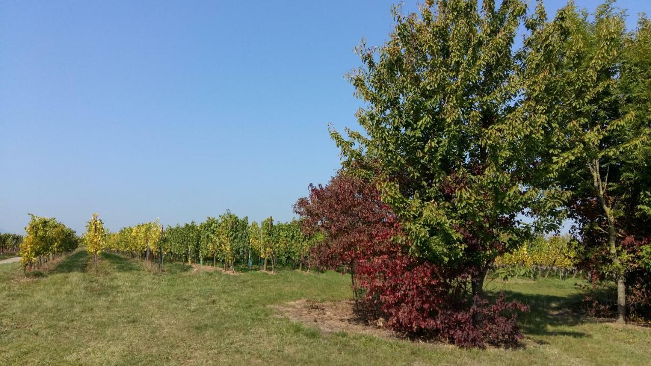 Gite "Le Piemont Des Vosges " Stotzheim Eksteriør bilde